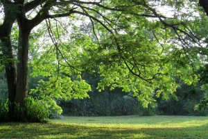 Cohesive 8 Perceived Dimensions