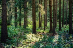 Natural 8 Perceived Dimensions