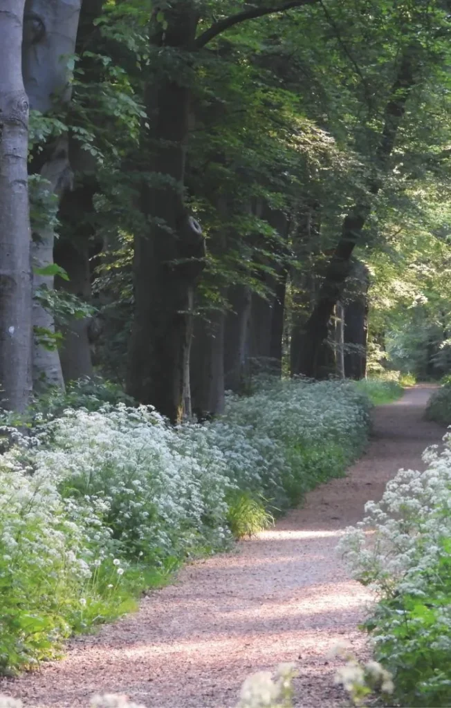 Looppad door een bos