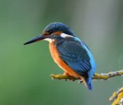 Logo NatuurScherm
